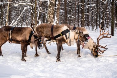 karlı alanda Kuzey geyik 