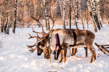 karlı alanda Kuzey geyik 