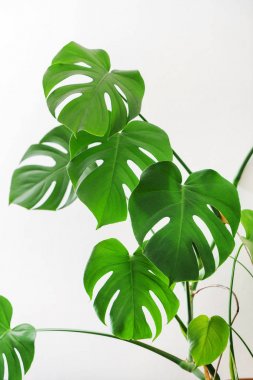Monstera bitki yeşil, yakın çekim