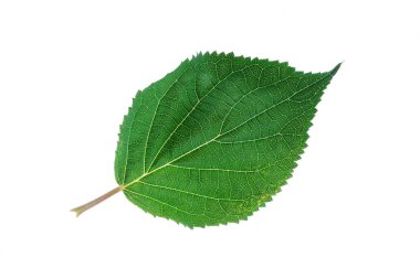 yaprak üzerinde beyaz izole, yakın çekim