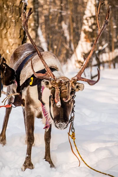 Północnej Jeleni Snowy Pole — Zdjęcie stockowe