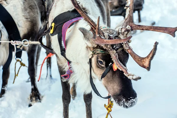 Rotwild Verschneiten Feld — Stockfoto