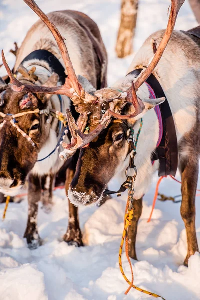 Northern Deer Snowy Field — Stock Photo, Image