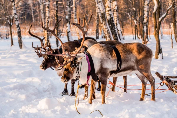 Cervo Settentrionale Campo Innevato — Foto Stock