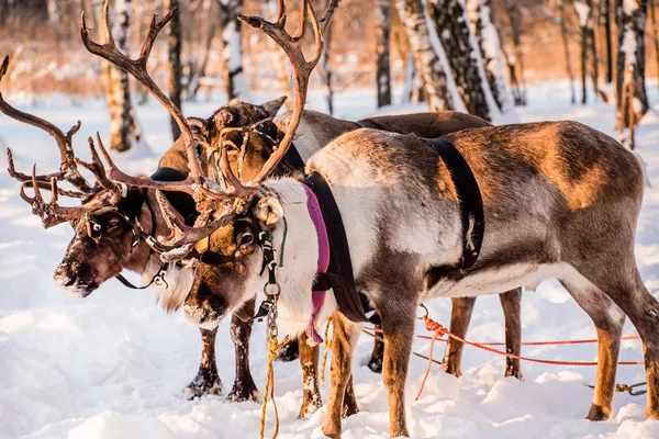 Northern Deer Snowy Field — Stock Photo, Image