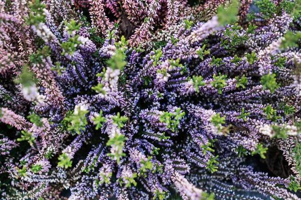 Güzel Heather Çiçekler Yakın Çekim — Stok fotoğraf