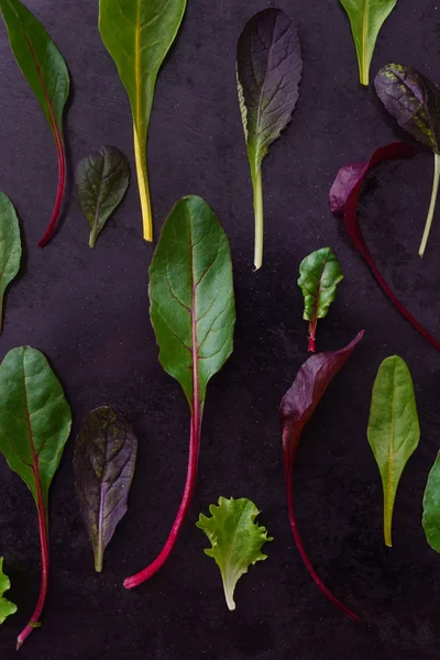 Baby Salad Leaves Close — Stock Photo, Image