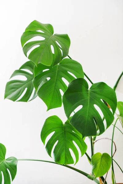 Planta Monstera Verde Cerca —  Fotos de Stock