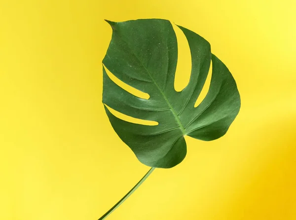 Green Monstera Leaf Close — Stock Photo, Image