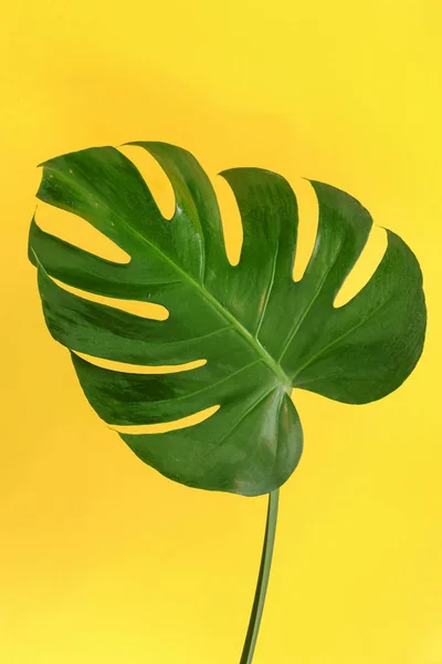 Green Monstera Leaf Close — Stock Photo, Image