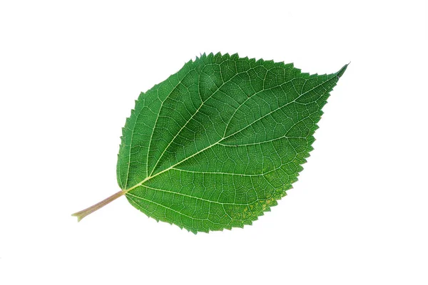 Leaf Isolated White Close — Stock Photo, Image