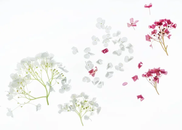 Beautiful Floral Composition White Background — Stock Photo, Image