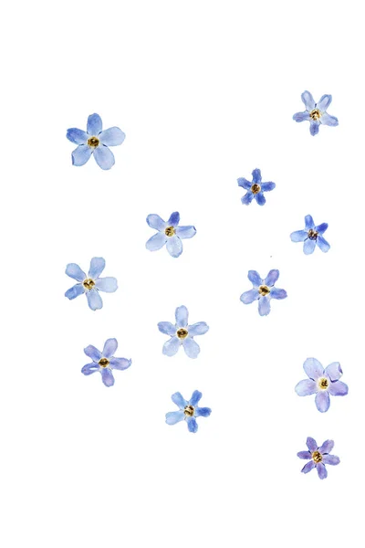 Bela Composição Floral Fundo Branco — Fotografia de Stock