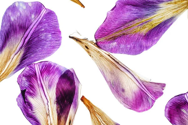 Helle Irisblütenblätter Aus Nächster Nähe — Stockfoto