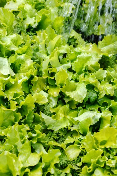 Green Lettuce Garden Close — Stock Photo, Image