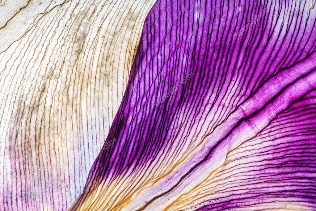 bright iris petals close up