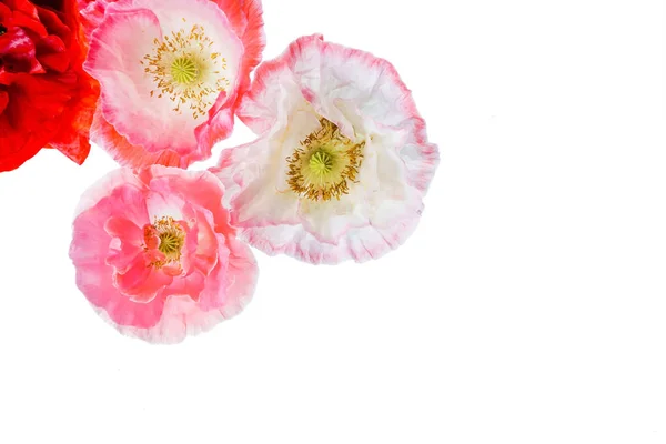 Fleurs Pavot Lumineux Gros Plan — Photo