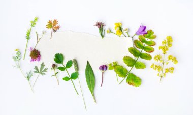 doğal kompozisyon. Beyaz arka plan üzerinde bitkiler