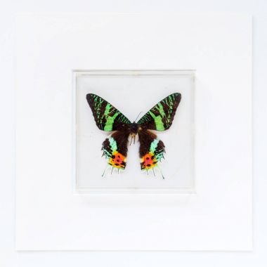 çerçevede clos eup kelebek