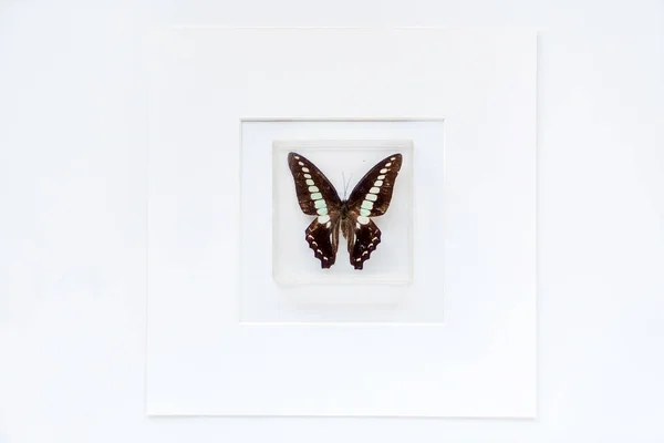 Farfalla Nella Cornice Clos Eup — Foto Stock