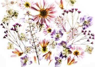 Çiçekler beyaz zemin üzerine kuru, yakın çekim