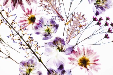 Çiçekler beyaz zemin üzerine kuru, yakın çekim