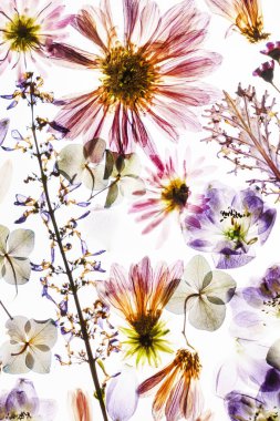 Çiçekler beyaz zemin üzerine kuru, yakın çekim