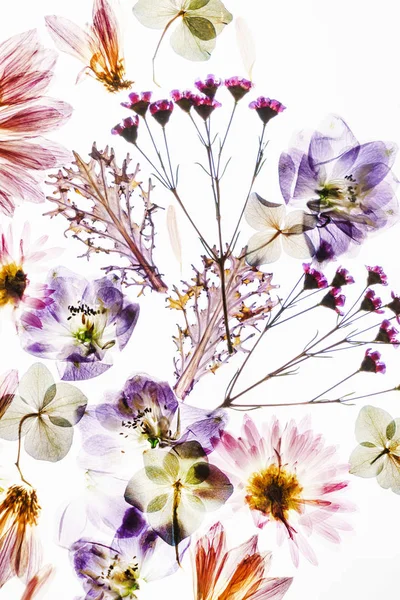 Suché Květy Bílém Pozadí Zblízka — Stock fotografie
