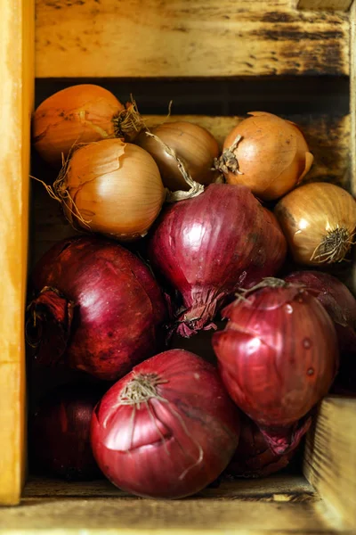 Cebollas Orgánicas Frescas Primer Plano — Foto de Stock