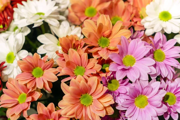 Bright Chrysanthemum Flowers Close — Stock Photo, Image