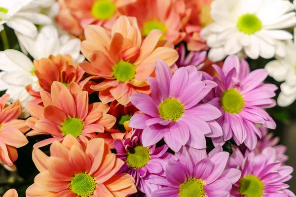 Bright Chrysanthemum Flowers Close — Stock Photo, Image