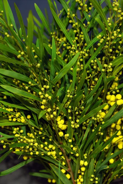 Frische Mimosenblüten Aus Nächster Nähe — Stockfoto