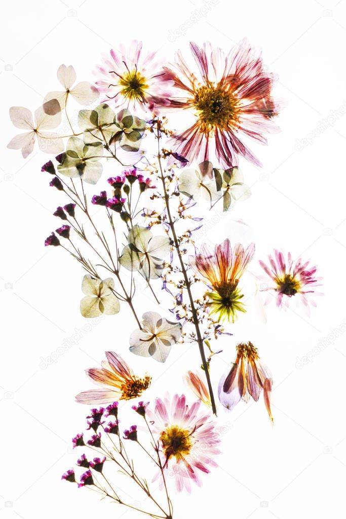 dry flowers on the white background, close up