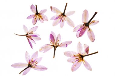 Çiğdem çiçekleri beyaz kuru, yakın çekim