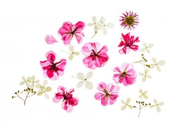 parlak renkli kuru çiçekler, yakın çekim