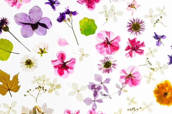 Jasne Kolorowe Kwiaty Suche Bliska — Zdjęcie stockowe