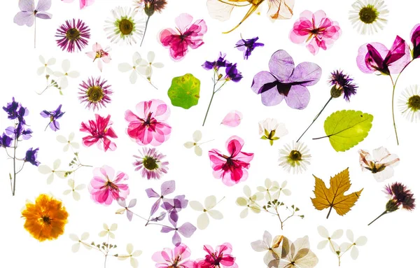 Parlak Renkli Kuru Çiçekler Yakın Çekim — Stok fotoğraf