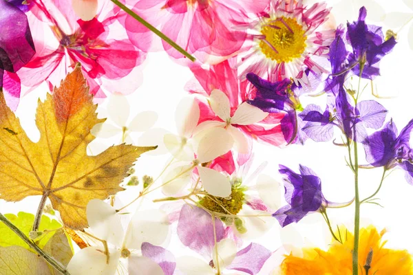 Flores Secas Coloridas Brilhantes Close — Fotografia de Stock