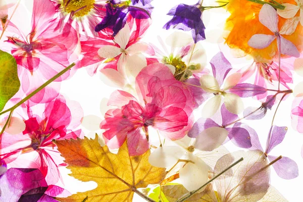 Jasne Kolorowe Kwiaty Suche Bliska — Zdjęcie stockowe