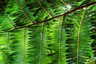 bitki arka plan yakın çekim