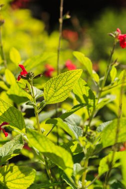 salmia heerii, yakın
