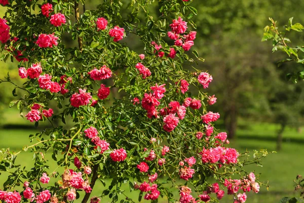 ピンクのバラの庭 クローズ アップ — ストック写真