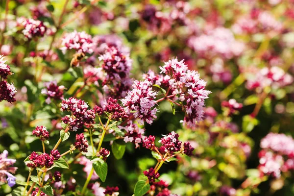 Plantas Orégano Fechar — Fotografia de Stock