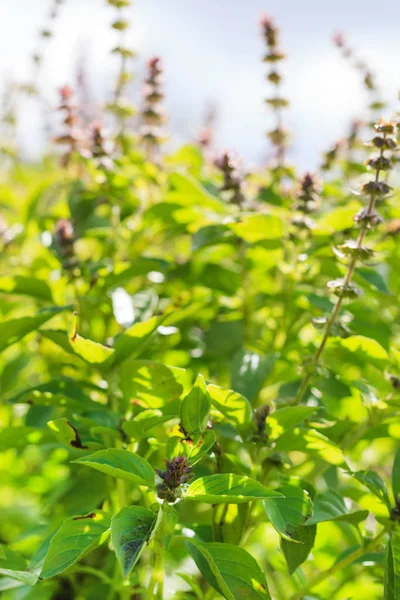 バジルの植物をクローズ アップ — ストック写真