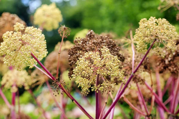 Angelica Archangelica Květiny Zblízka — Stock fotografie