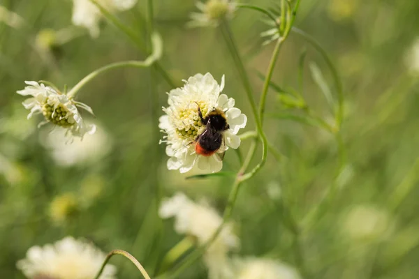 Scabiosa Ochroieuca 가까이 — 스톡 사진