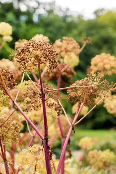 Angelica Archangelica Fleurs Gros Plan — Photo