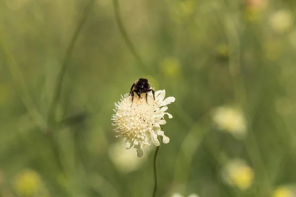 Scabiosa Ochroieuca Fleur Gros Plan — Photo