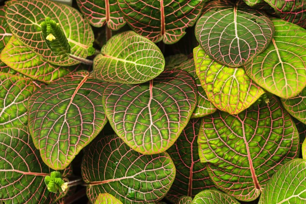 Fittonia Plant Close — Stockfoto