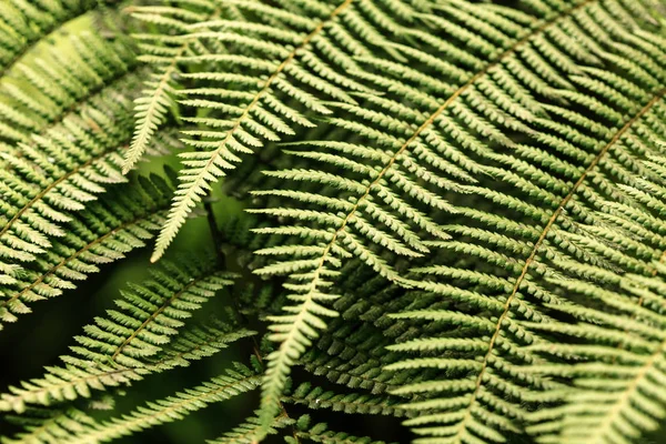 Plant Background Close — Stock Photo, Image